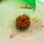 Five Mukhi Rudraksha